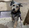 Piper - ADOPTION IN PROCESS - Photo 3