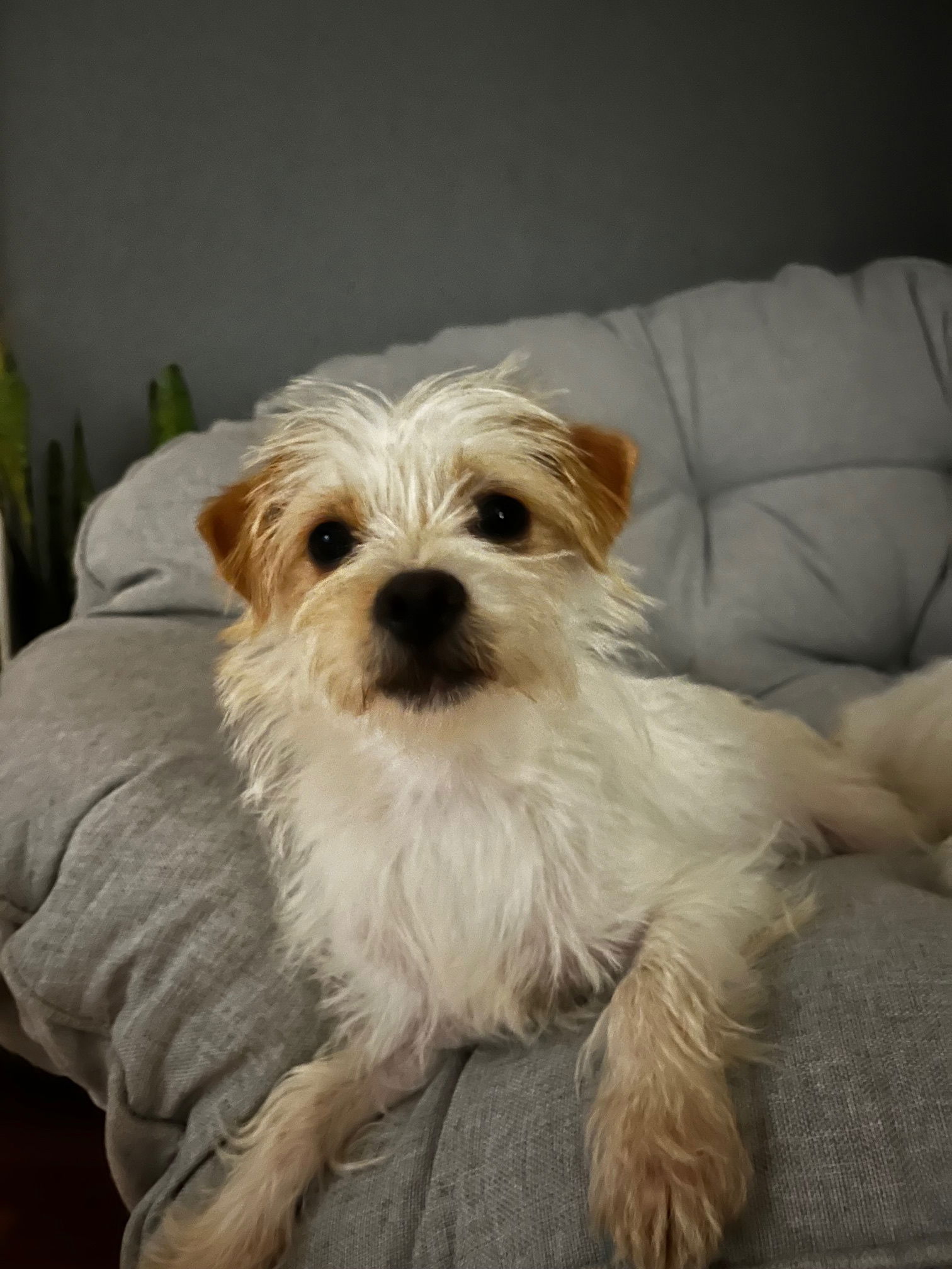 adoptable Dog in Grafton, WI named Poppy - ADOPTION IN PROCESS