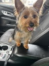 adoptable Dog in  named Kevin - ADOPTION IN PROCESS
