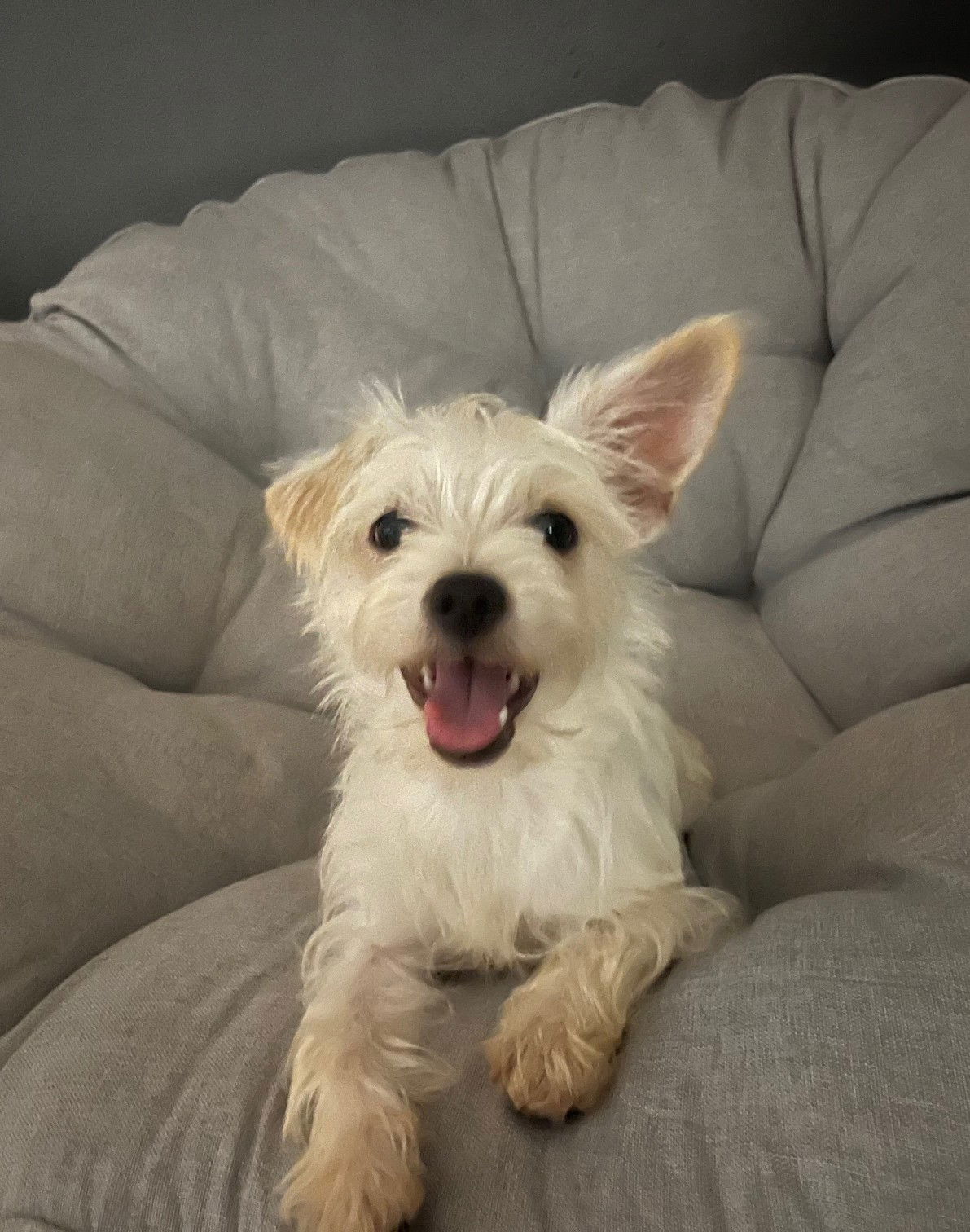 adoptable Dog in Grafton, WI named Piper- ADOPTION IN PROCESS