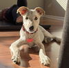 adoptable Dog in  named Charles