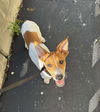 adoptable Dog in grafton, WI named Oscar