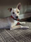 adoptable Dog in grafton, WI named Lando- ADOPTION IN PROCESS