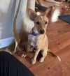 adoptable Dog in  named George- ADOPTION IN PROCESS