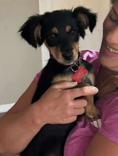 adoptable Dog in Grafton, WI named Max