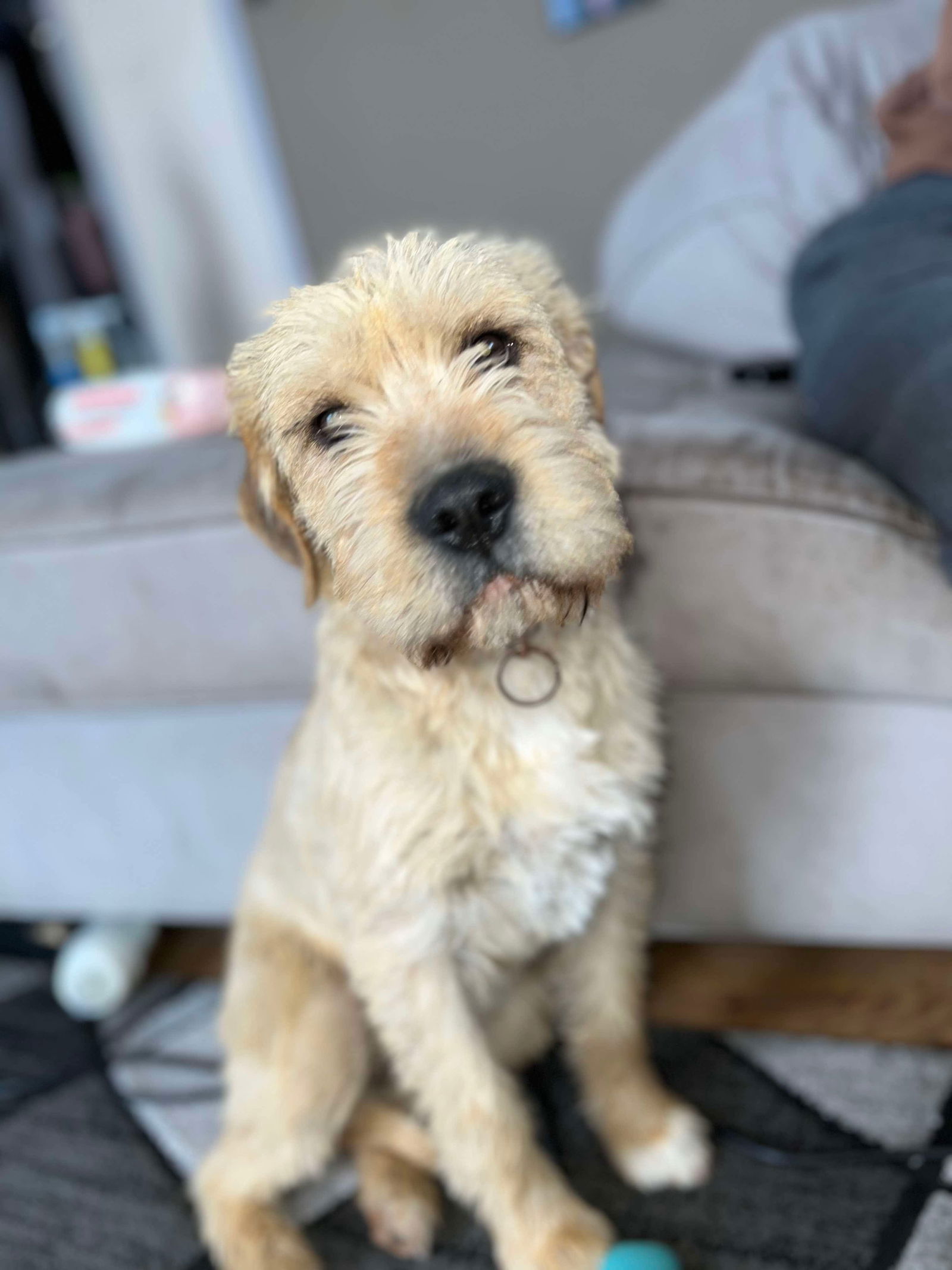 adoptable Dog in Grafton, WI named Zoey - ADOPTION IN PROCESS