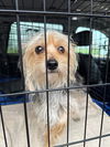 adoptable Dog in  named Arabella - ADOPTION IN PROCESS