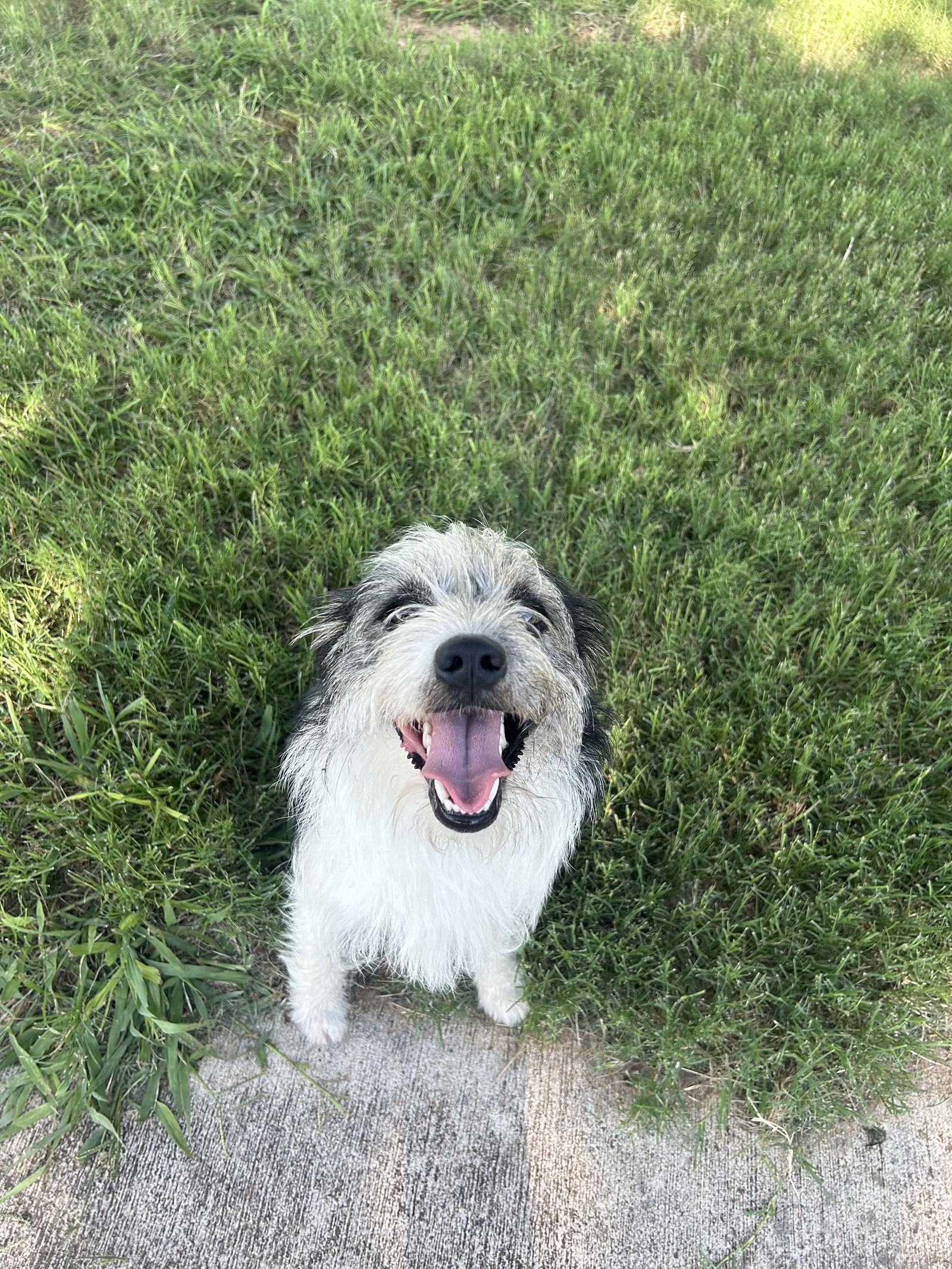 adoptable Dog in Grafton, WI named Benji - ADOPTION IN PROCESS