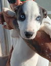 adoptable Dog in Grafton, WI named Jayson