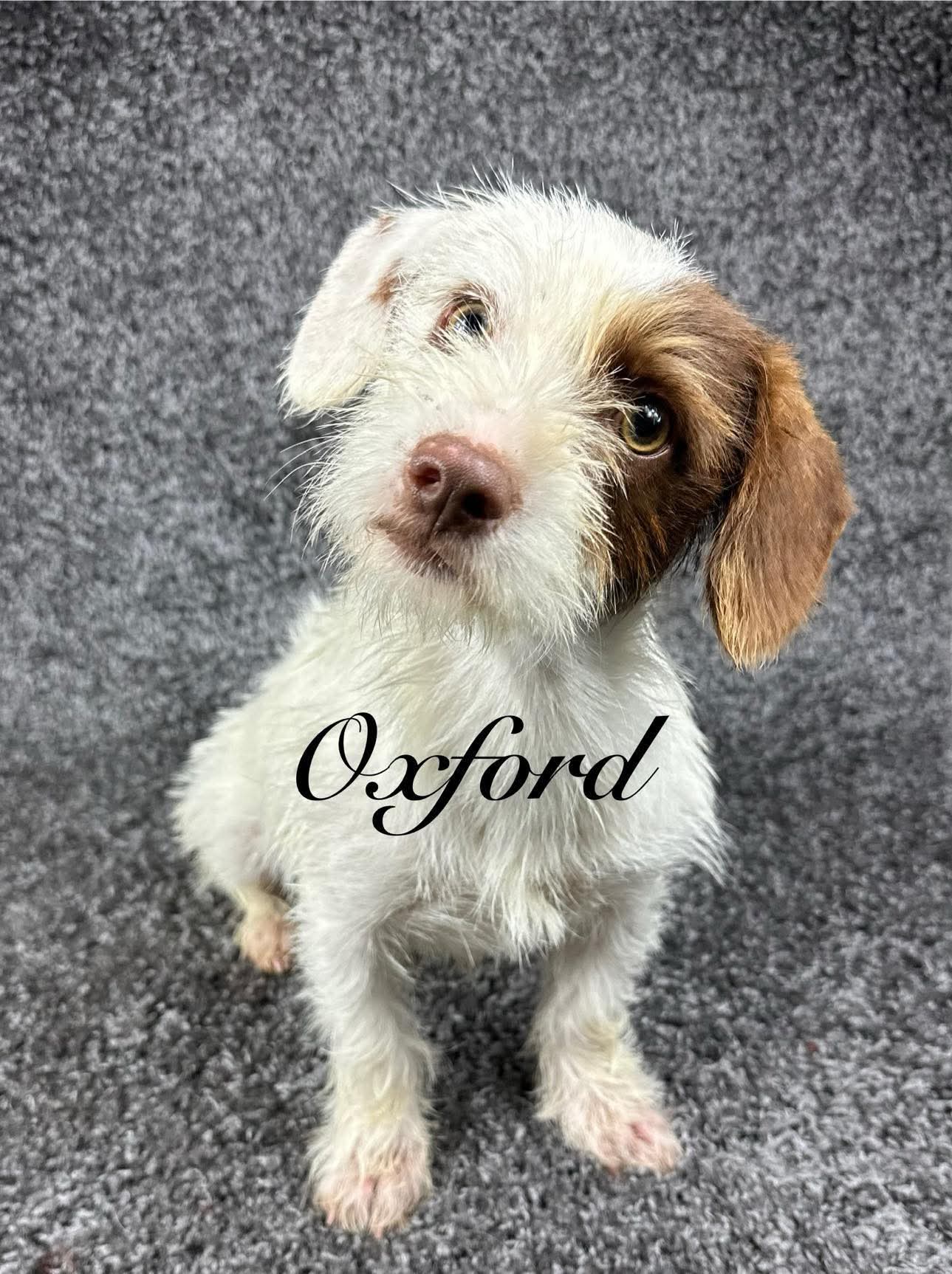 adoptable Dog in Grafton, WI named Oxford - ADOPTION IN PROCESS