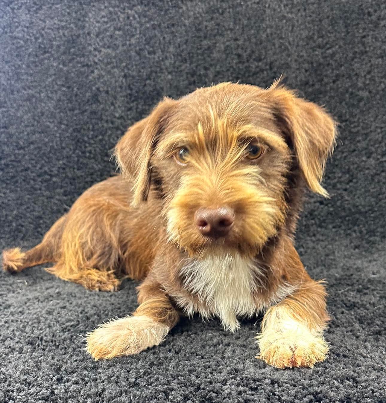 adoptable Dog in Grafton, WI named Cambridge - ADOPTION IN PROCESS
