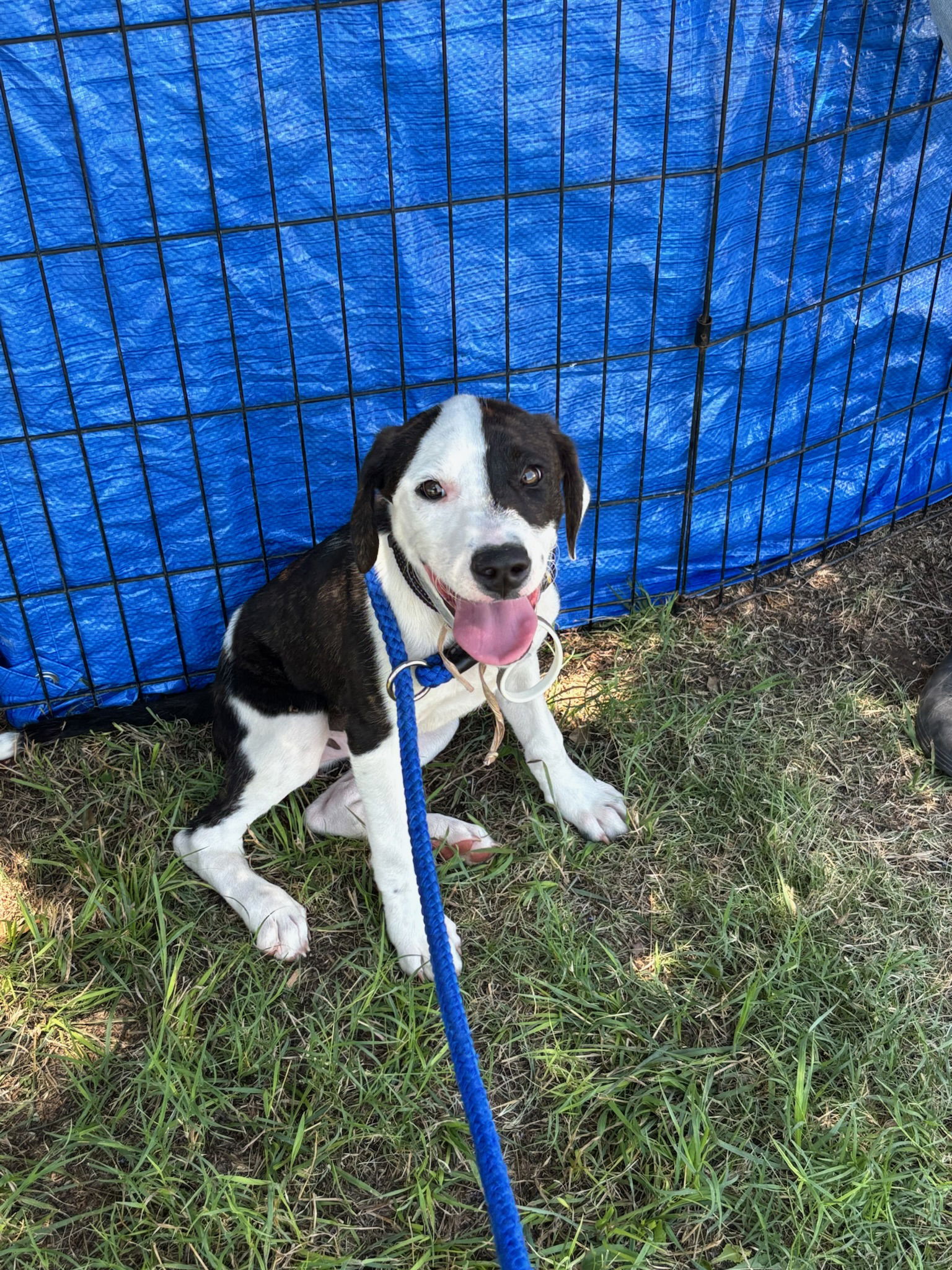 adoptable Dog in Grafton, WI named Finn