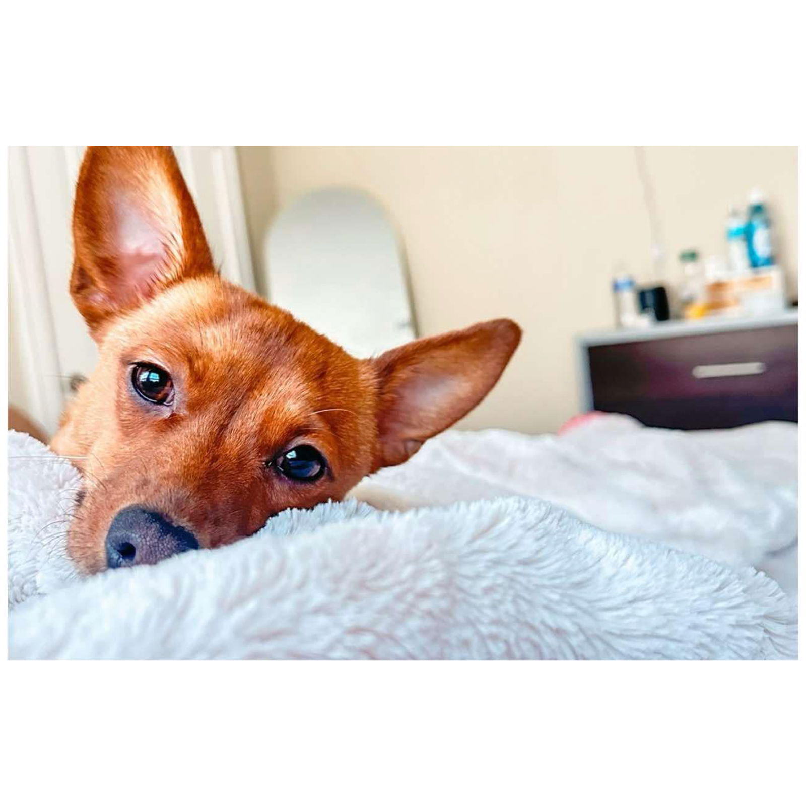 adoptable Dog in Grafton, WI named Daisy - ADOPTION IN PROCESS
