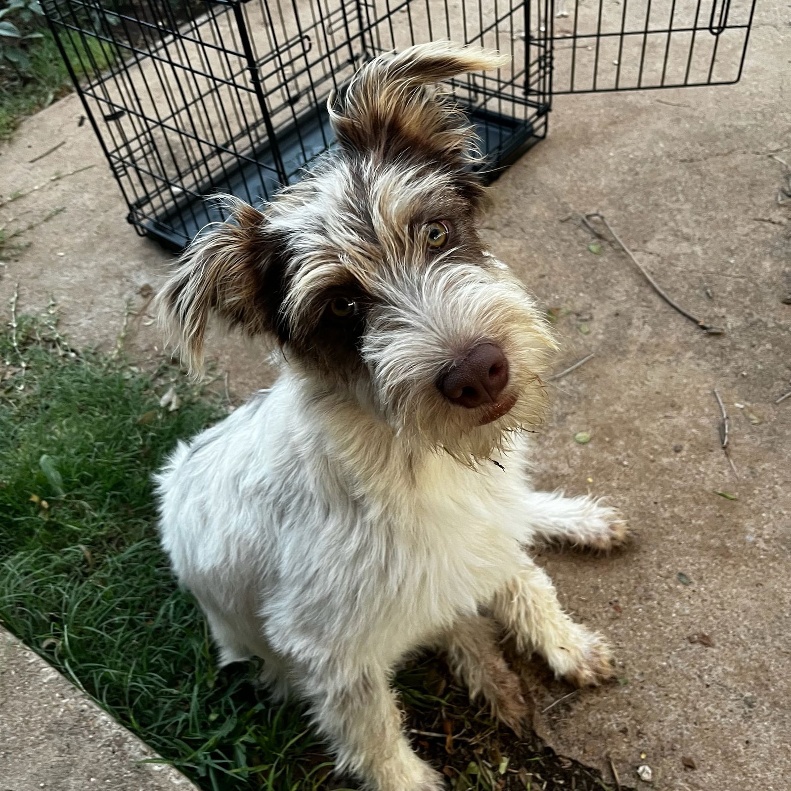 adoptable Dog in Grafton, WI named Sophie- ADOPTION IN PROCESS