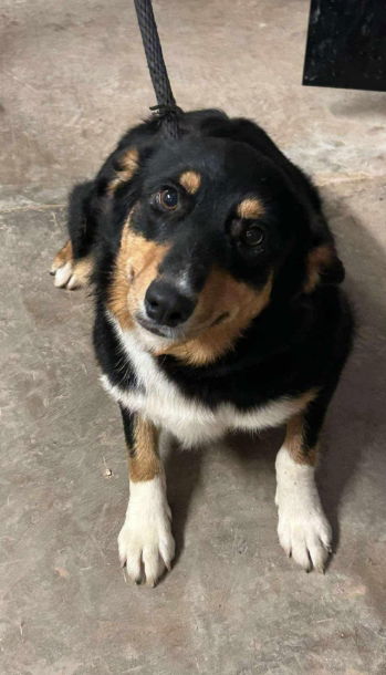 adoptable Dog in Grafton, WI named Maggie - ADOPTION IN PROCESS