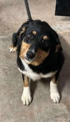 adoptable Dog in grafton, WI named Maggie - ADOPTION IN PROCESS