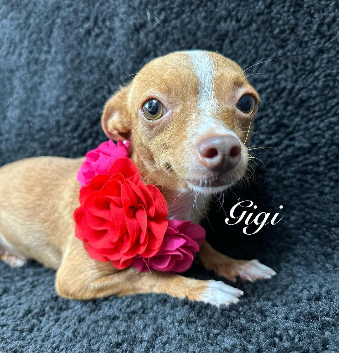 adoptable Dog in Grafton, WI named Gigi - ADOPTION IN PROCESS