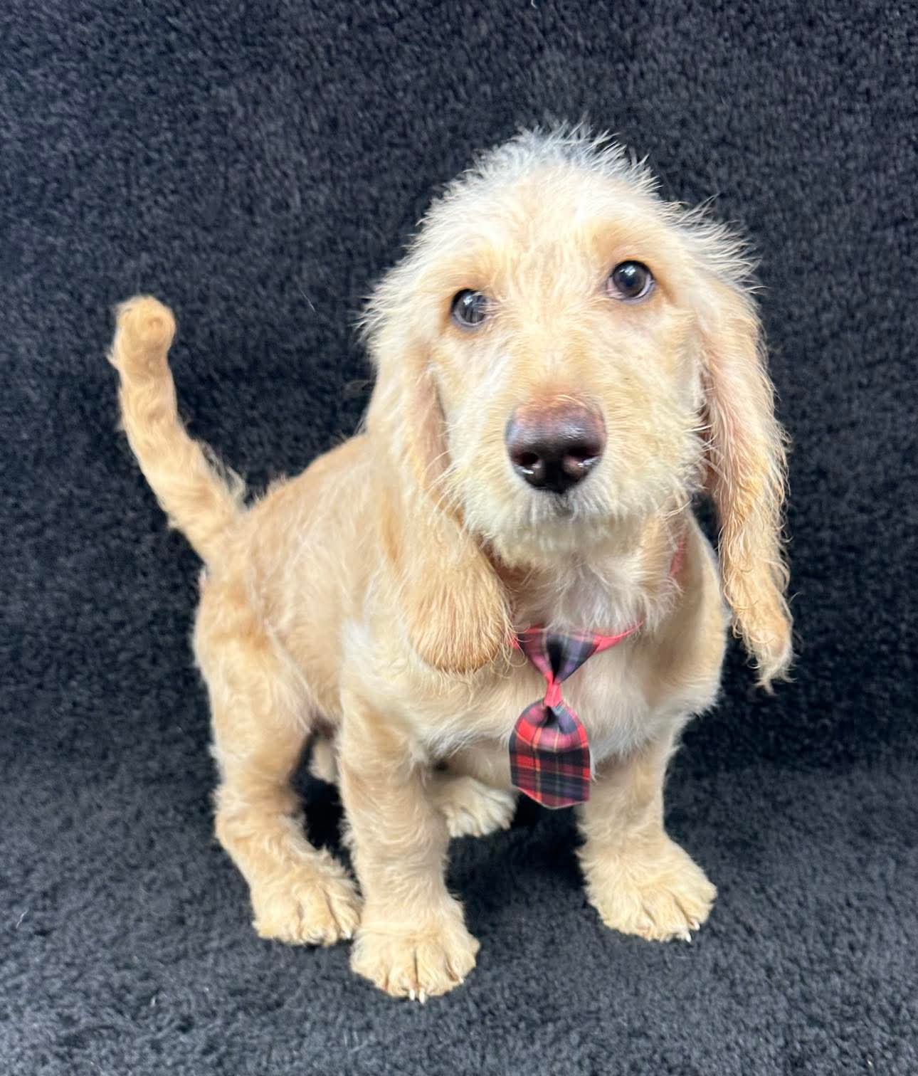 adoptable Dog in Grafton, WI named Goose- ADOPTION IN PROCESS
