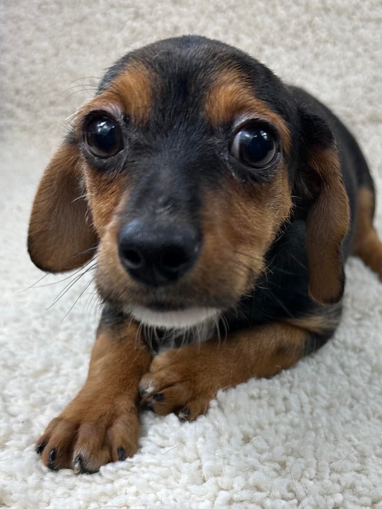 adoptable Dog in Grafton, WI named Bacon - ADOPTION IN PROCESS