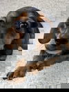 adoptable Dog in  named Bacon - ADOPTION IN PROCESS