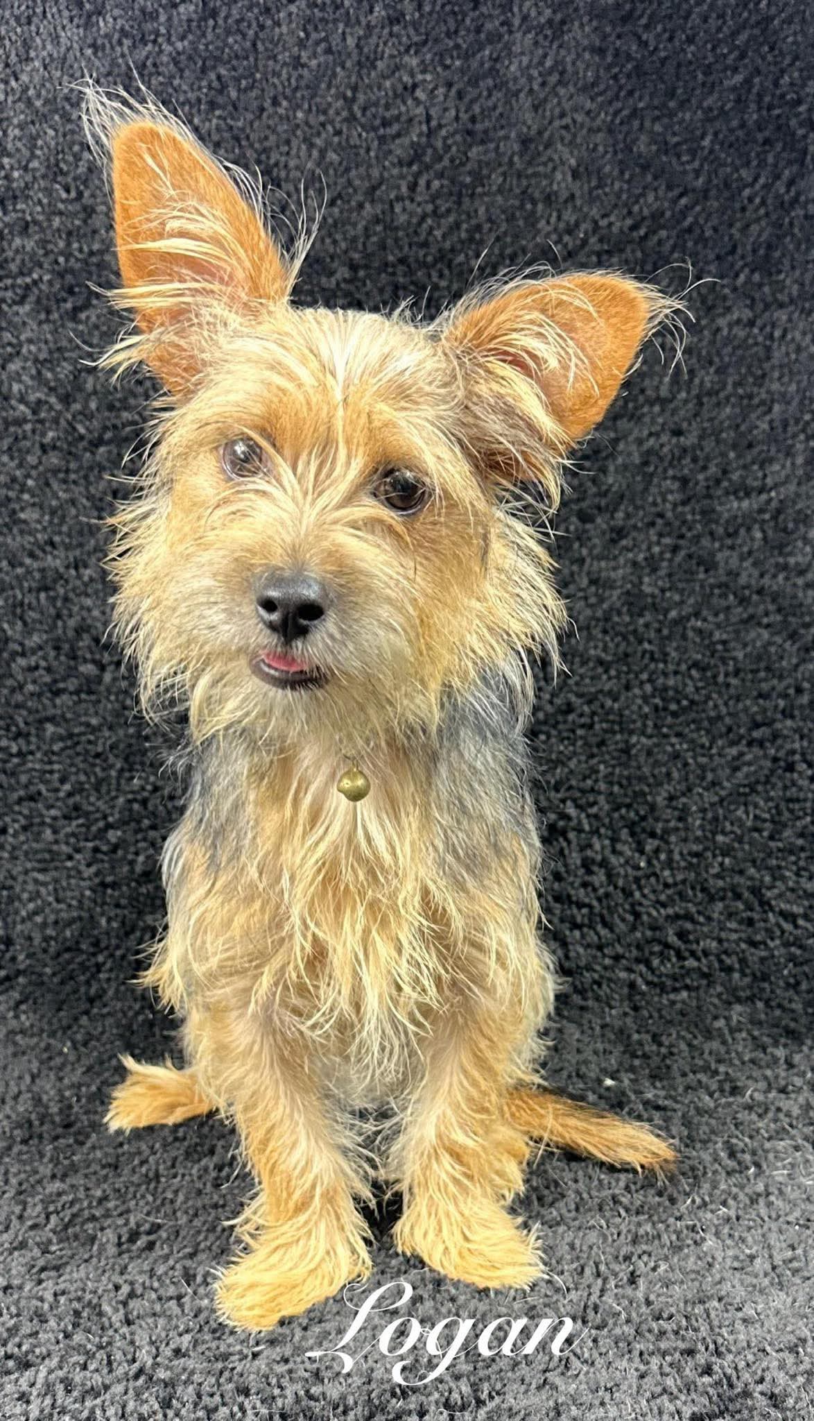 adoptable Dog in Grafton, WI named Logan - ADOPTION IN PROCESS