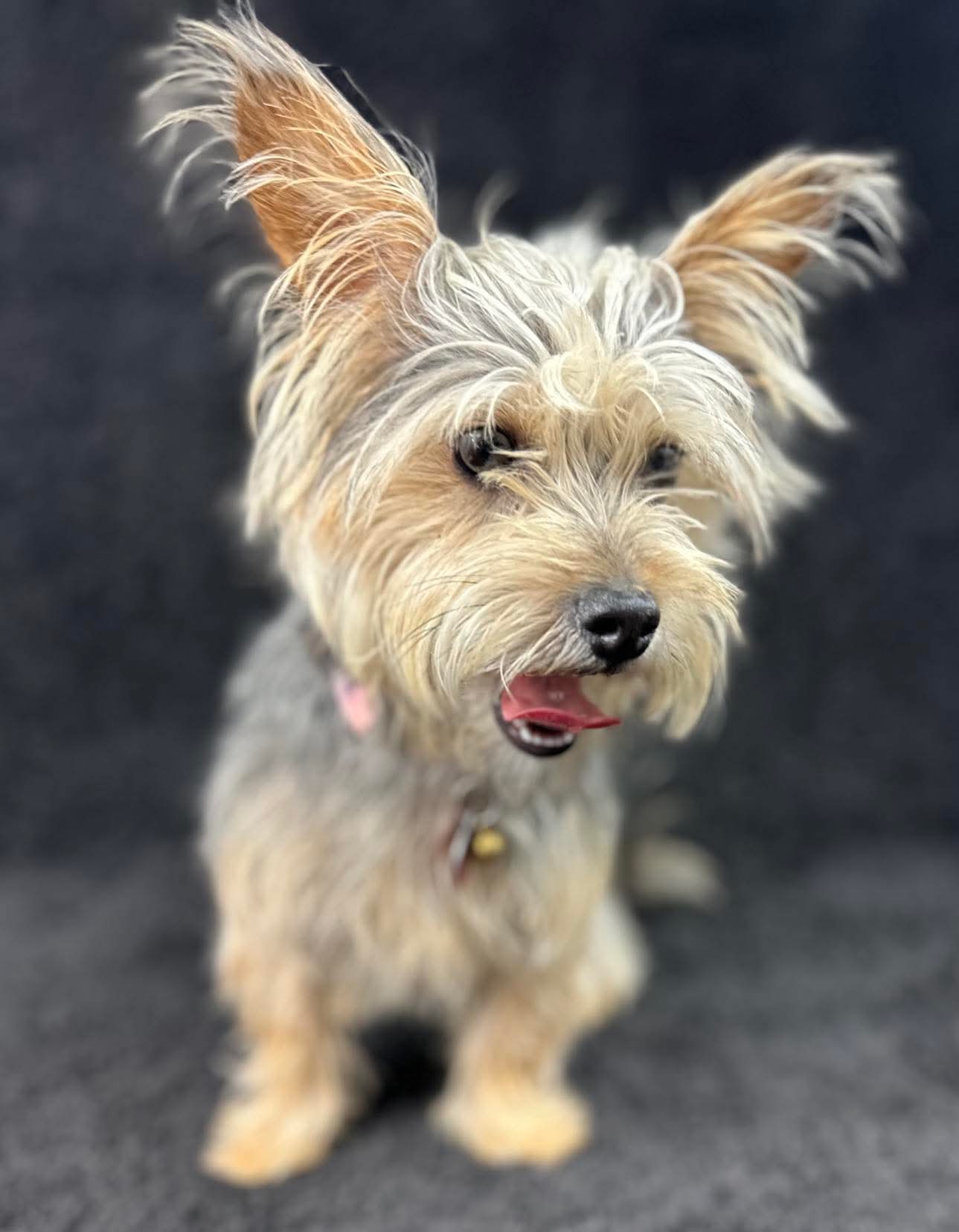 adoptable Dog in Grafton, WI named Layla - ADOPTION IN PROCESS