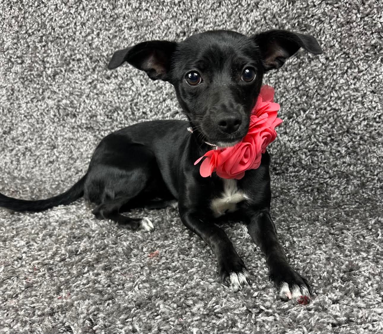 adoptable Dog in Grafton, WI named Lady - ADOPTION IN PROCESS