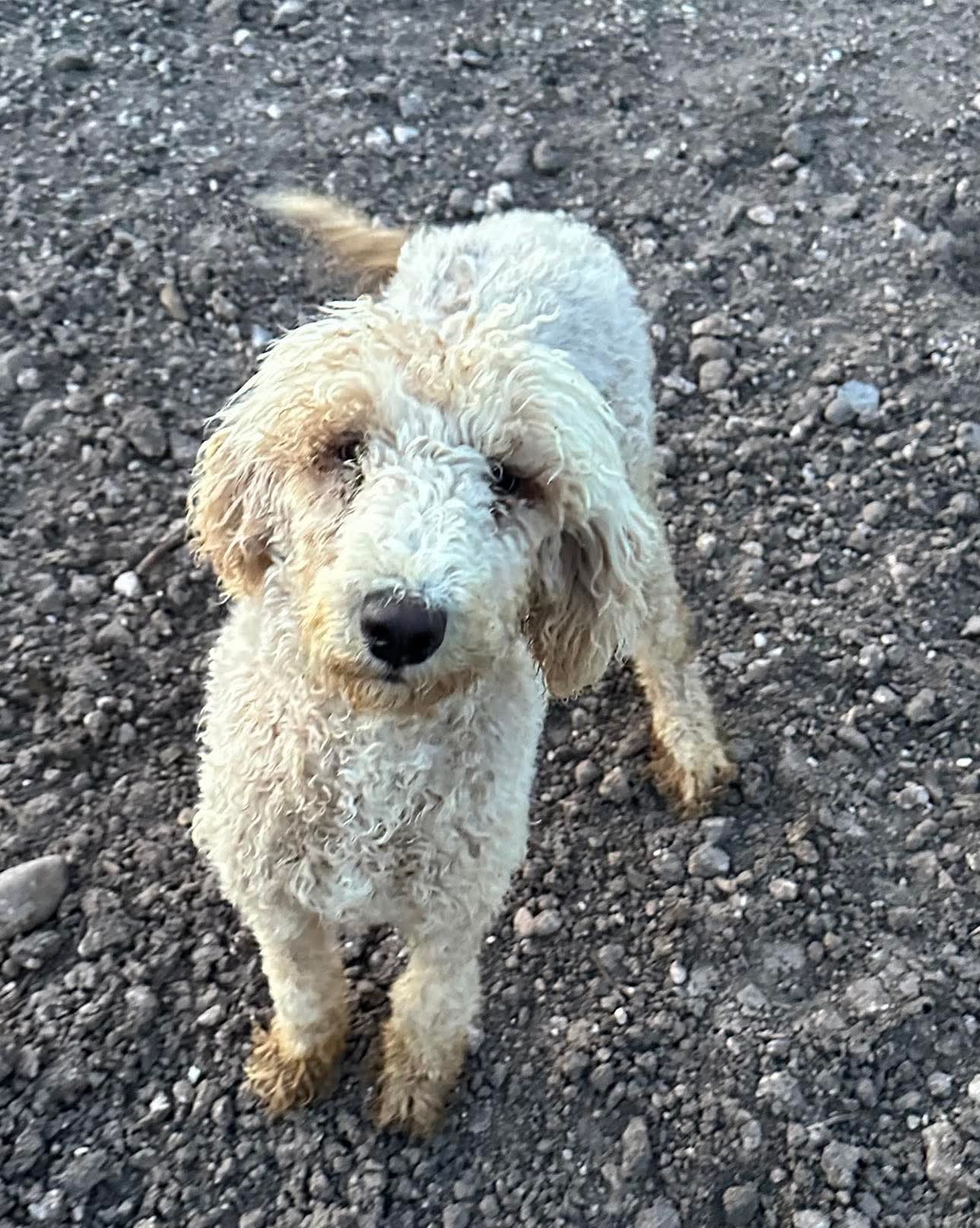 adoptable Dog in Grafton, WI named Starla