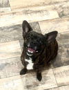 adoptable Dog in grafton, WI named Oakley - ADOPTION IN PROCESS