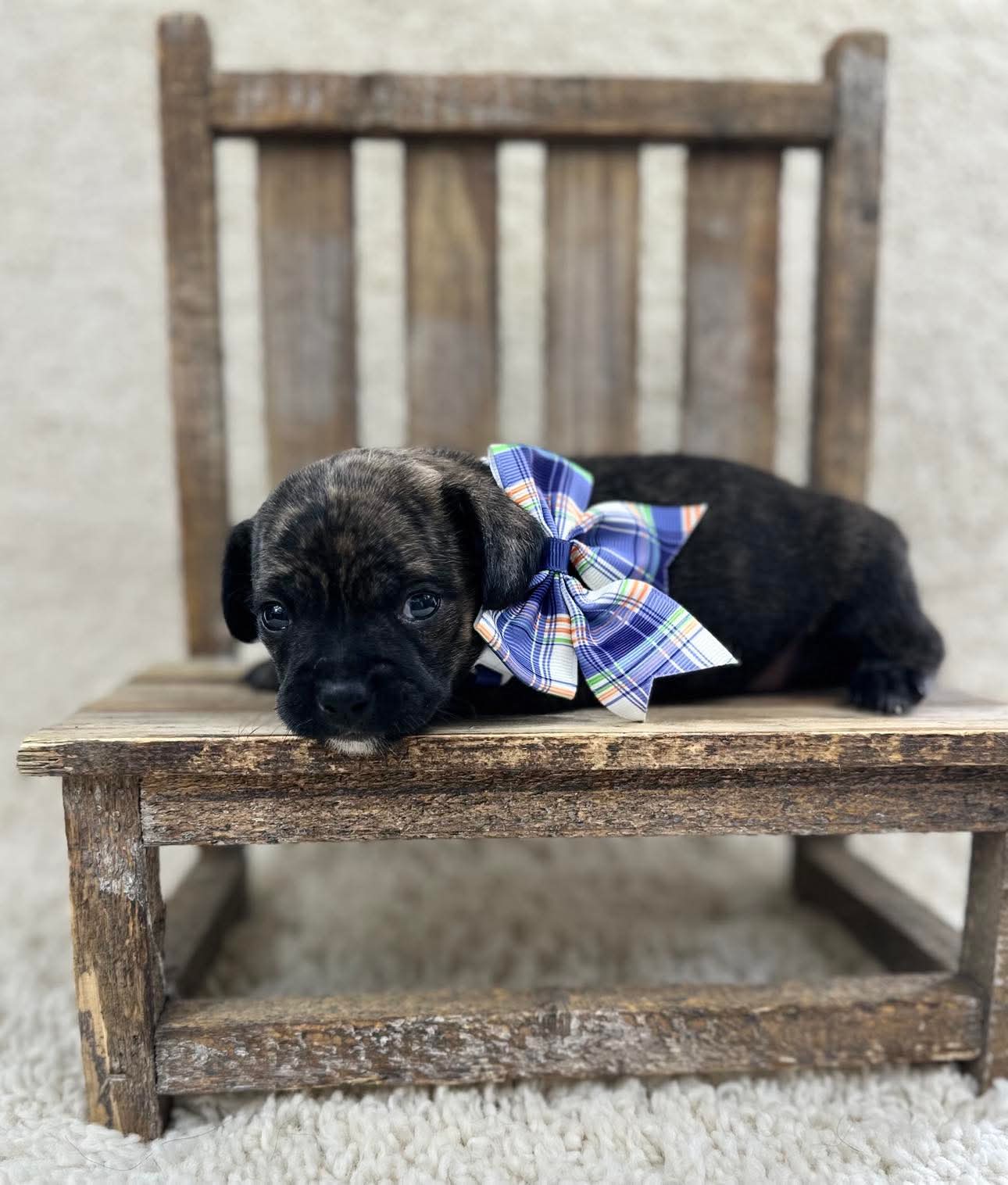 adoptable Dog in Grafton, WI named Olive - ADOPTION IN PROCESS