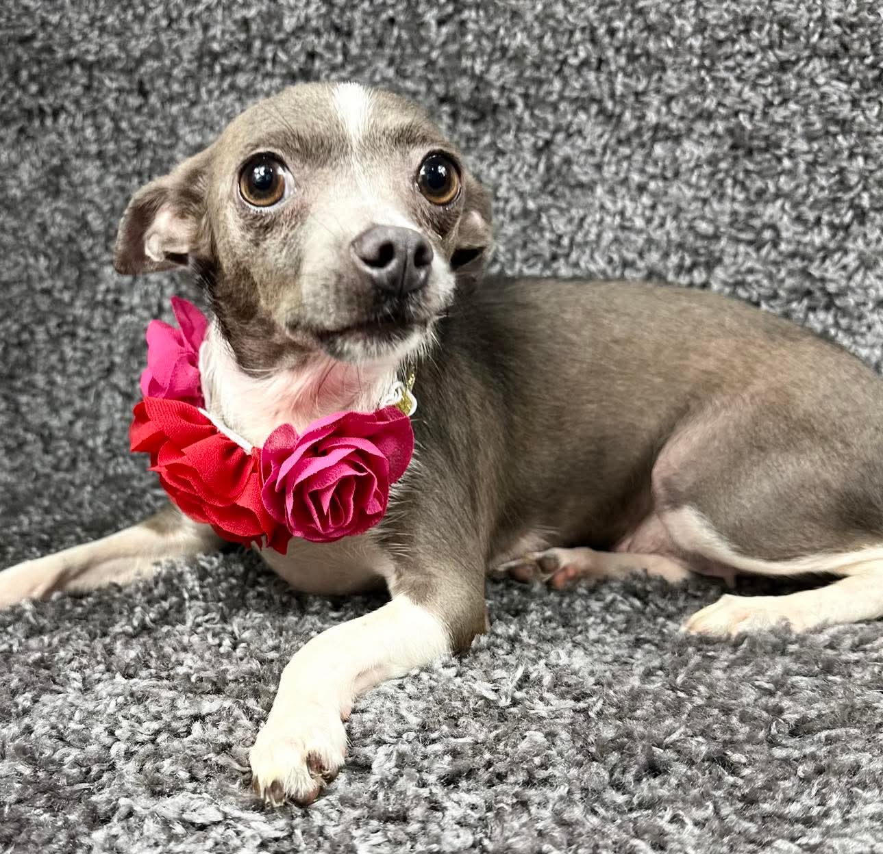 adoptable Dog in Grafton, WI named Prissy