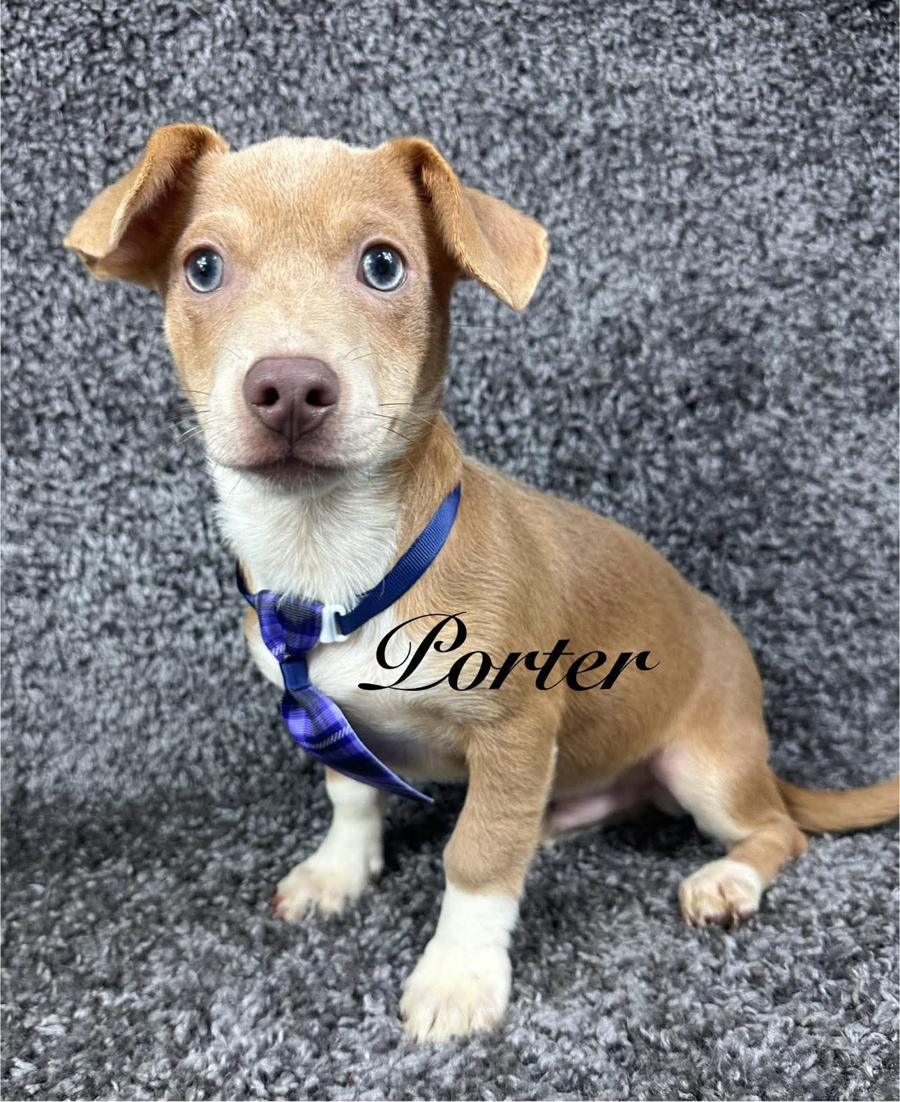adoptable Dog in Grafton, WI named Porter- ADOPTION IN PROCESS