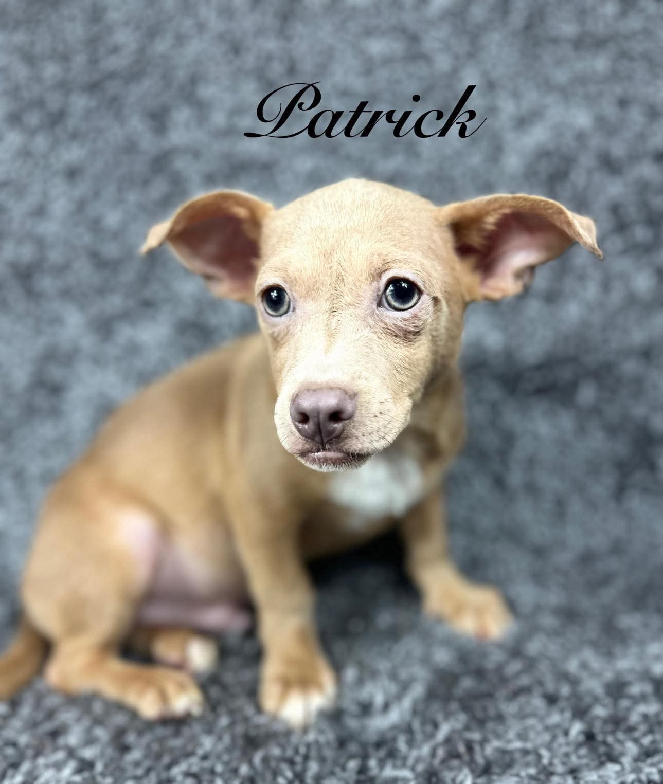 adoptable Dog in Grafton, WI named Patrick