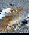 adoptable Dog in grafton, WI named Patrick