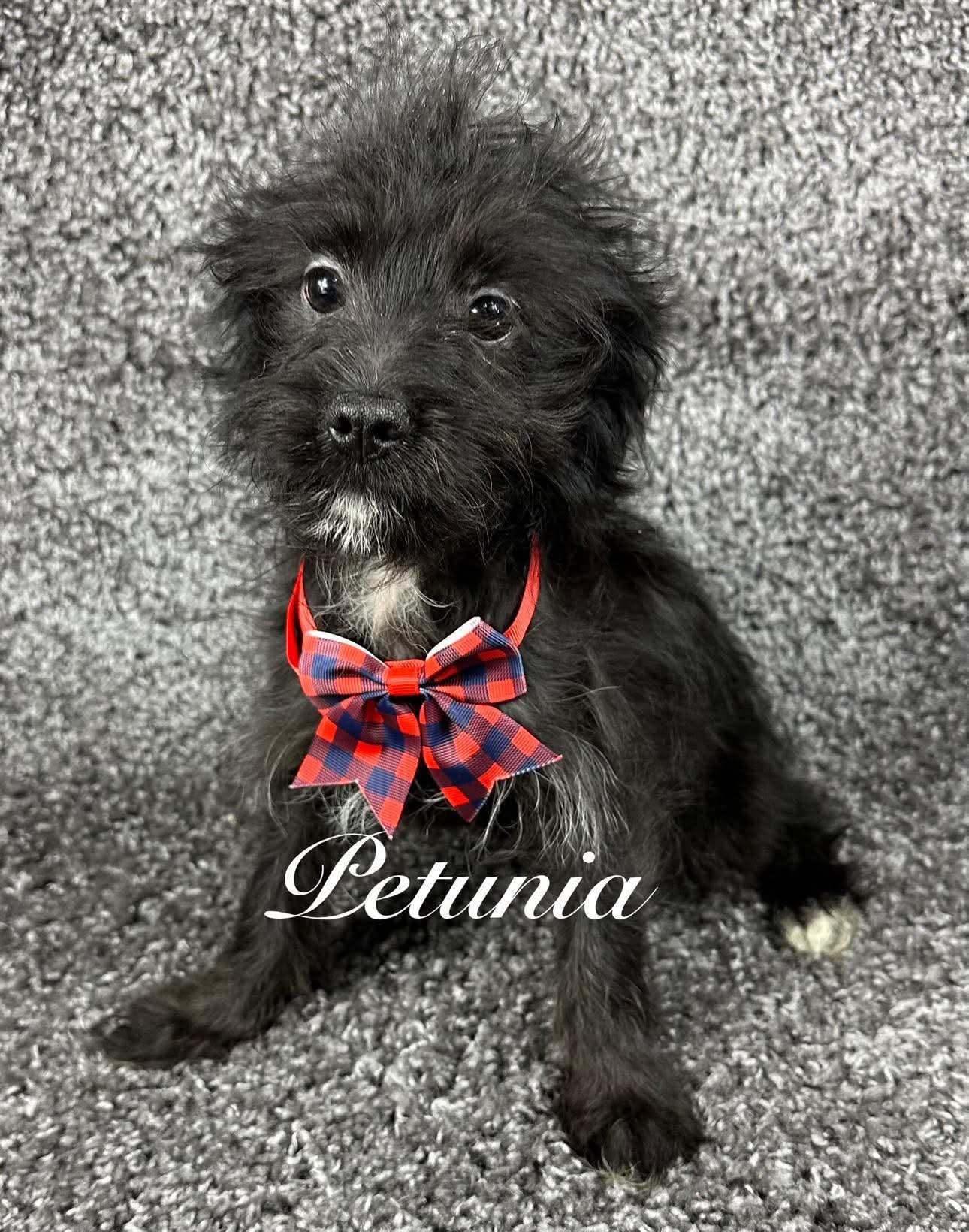 adoptable Dog in Grafton, WI named Petunia - ADOPTION IN PROCESS