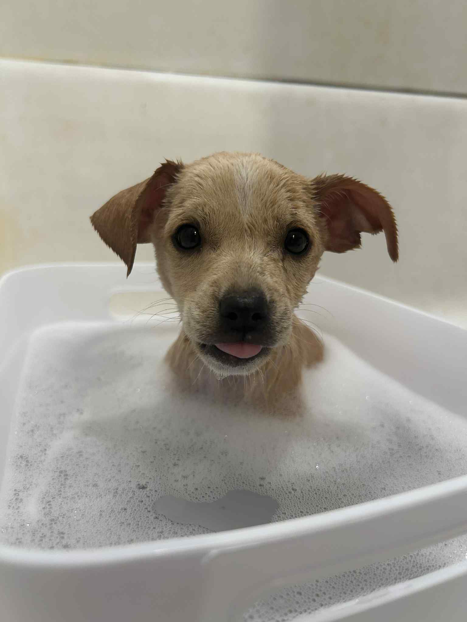 adoptable Dog in Grafton, WI named Wendy