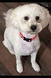 adoptable Dog in  named Ace - ADOPTION IN PROCESS