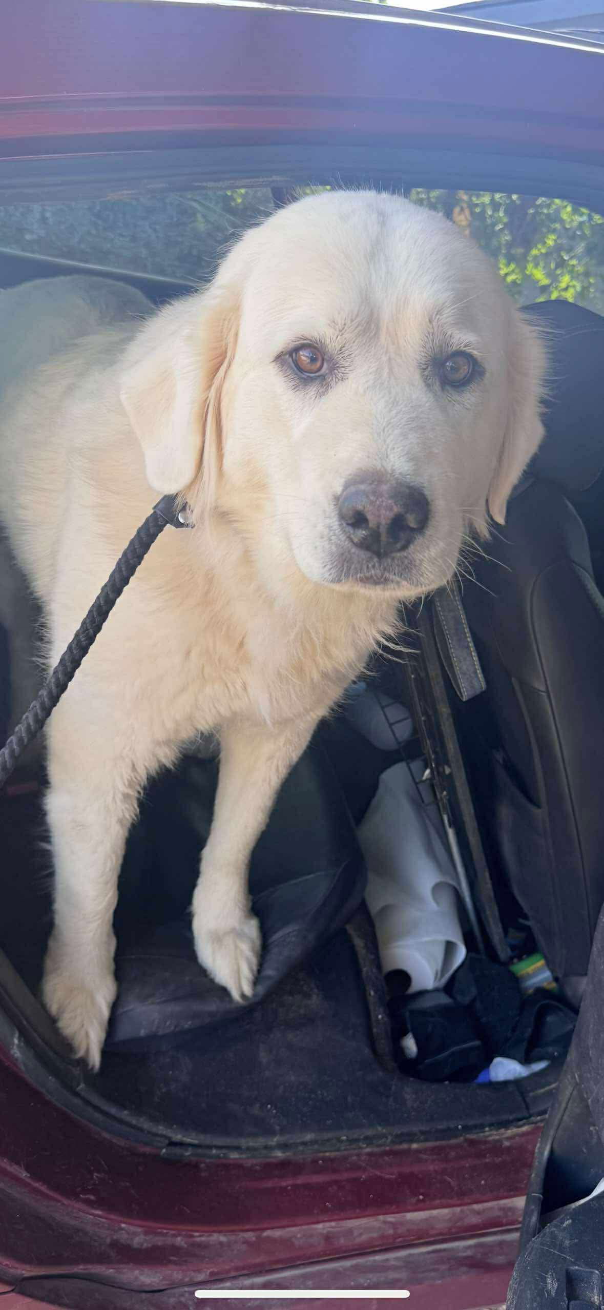 adoptable Dog in Grafton, WI named Lily- ADOPTION IN PROCESS