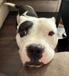 Petey - ADOPTION IN PROCESS - Photo 2