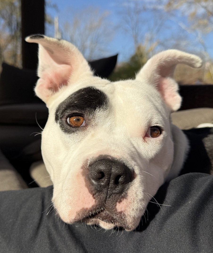 Petey - ADOPTION IN PROCESS Image
