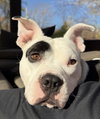 Petey - ADOPTION IN PROCESS - Photo 1