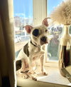 Petey - ADOPTION IN PROCESS - Photo 3