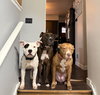 Petey - ADOPTION IN PROCESS - Photo 4