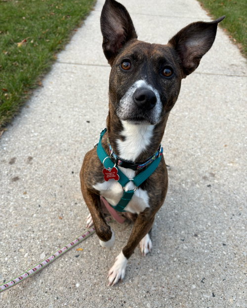 Maggie
