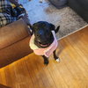 Queenie - Photo 1