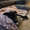 Queenie - Photo 2