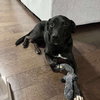 Queenie - Photo 4