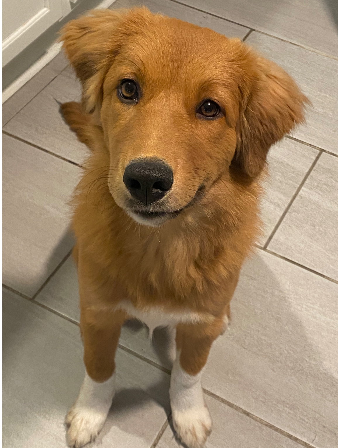 Trixie - ADOPTION IN PROCESS Image