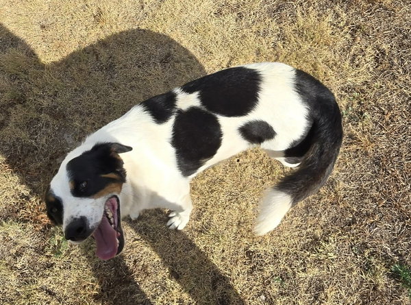 Corey - ADOPTION IN PROCESS