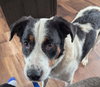 Corey- ADOPTION IN PROCESS - Photo 2